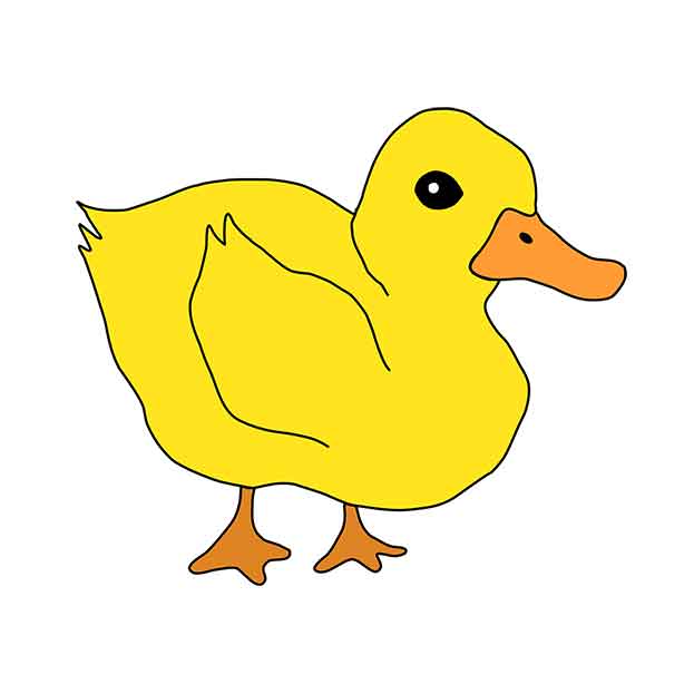 duck