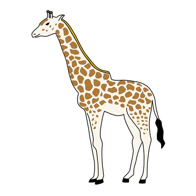 giraffe