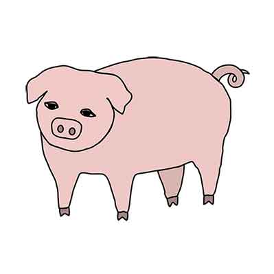 pig