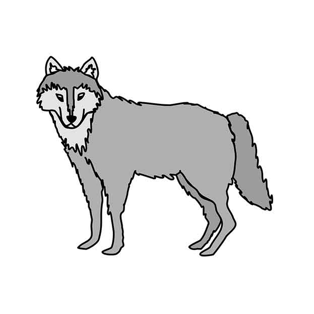 wolf