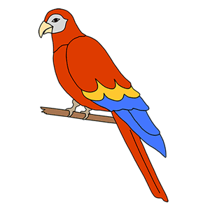 parrot